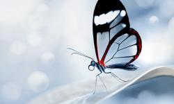 Featured image of post rtpproxy初体验