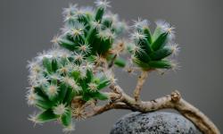 Featured image of post 音频处理golang库推荐