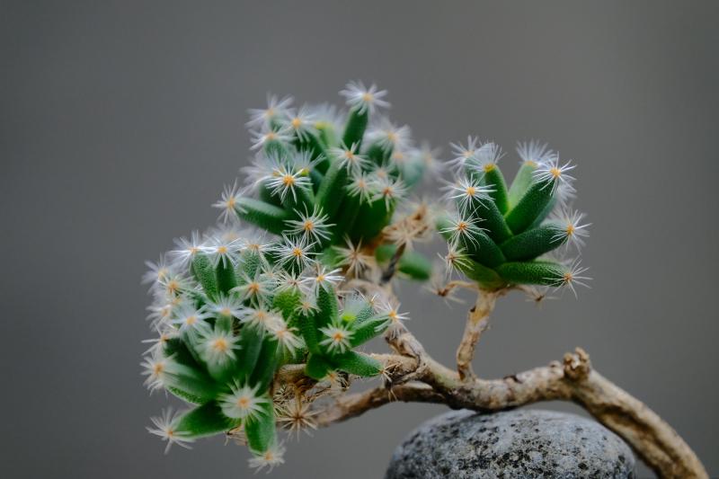 Featured image of post 音频处理golang库推荐