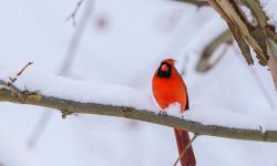 Featured image of post libresbc实现原理