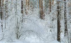 Featured image of post webrtc文章推荐