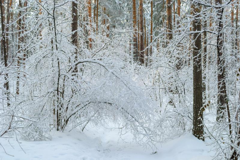 Featured image of post webrtc文章推荐